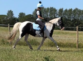 2 X ponies for share/ part loan