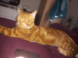 Bengal cross mancoon