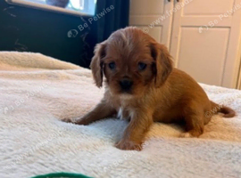 Puppy microchipping
