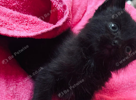 Lovely girl Ragdoll cross