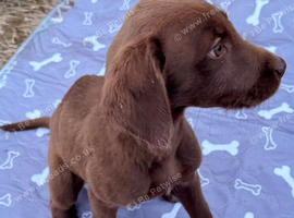 Labrador retriever and Lurcher puppies