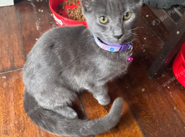 Mummy cat and her little son, deliver offer!