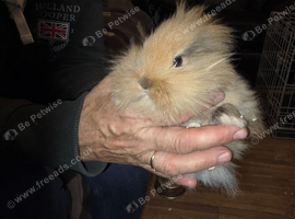 Lionhead Baby Rabbits For Sale   8 Weeks Old