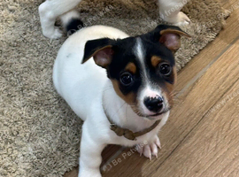 Traditional mini Jack Russell pups