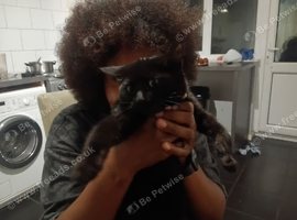 Cute kittens for sale