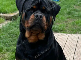 German Rottweiler