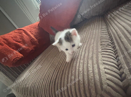 White kitten with patches of different colour