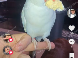 White ringneck hen