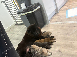 Chow chow puppies