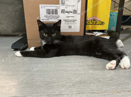 male kitten 8 months