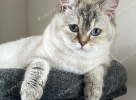 Gorgeous BSH Female READY THIS WEEKEND