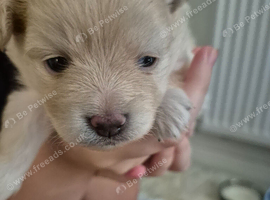 Caramel Maltapoo Puppy