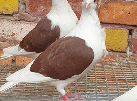 Saddle racing pigeons for sale