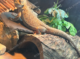 Male bearded dragon
