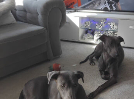 Stunning whippetX pups forsale