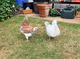 King Pigeons