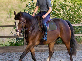 16.1 mare for share Godalming