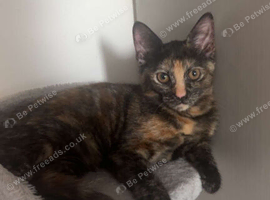 Female cats