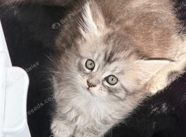 Tica registered amazing Maine coon kittens