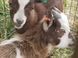 Pygmy Goat Wethers