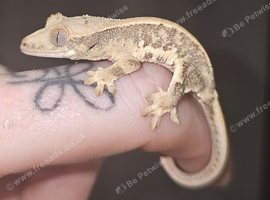 Hatchling crested geckos
