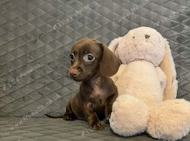 Miniature Dachshund