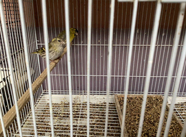Siskins