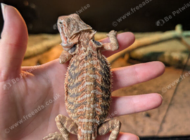 Female baby bearded dragon