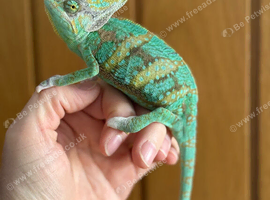 Pied Yeman chameleons