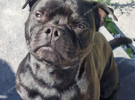 Male KC registered Staffordshire bull terrier
