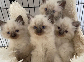 Pure ragdoll kittens
