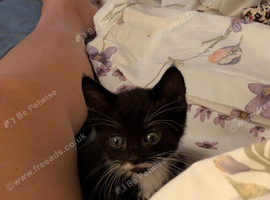 Beautiful half manx kitten forsale
