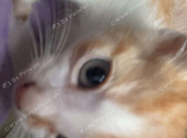 Ginger and white cat for sale