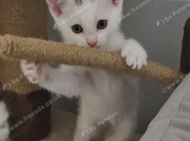 1 last boy kitten