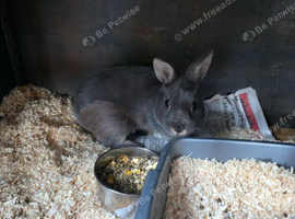 Male netherland dwarf
