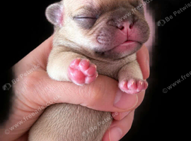Stunning litter