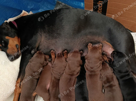 Dobermann puppies