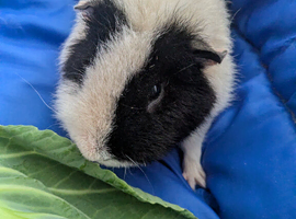 Gorgeous teddy boar 8 months old