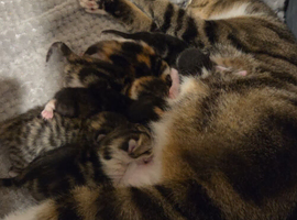 Kittens