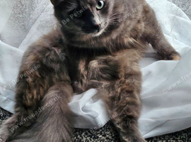 Mainecoon x Norwegian forest