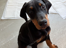 14 week puppy. Male Dobermann