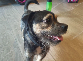 Teacup jack x pug male 1 year