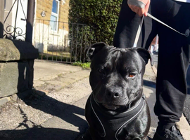 3 YEAR OLD BLACK STAFFY- STUD ONLY