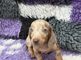 KC Reg Miniature Dachshund Puppies
