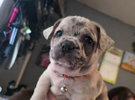 LAST PUP