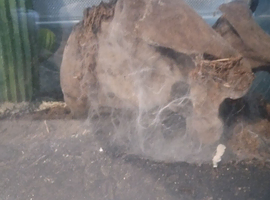 Orange baboon tarantula spider with viv