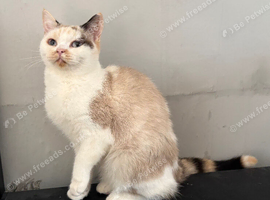 Gorgeous BSH Girl