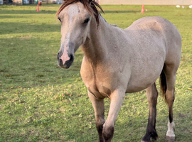 Stunning Dunn gelding