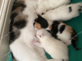 Kittens 7 weeks ready to go next week.