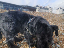 Cesky Terrier